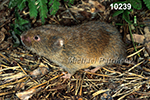 Microtus pinetorum, Woodland Vole